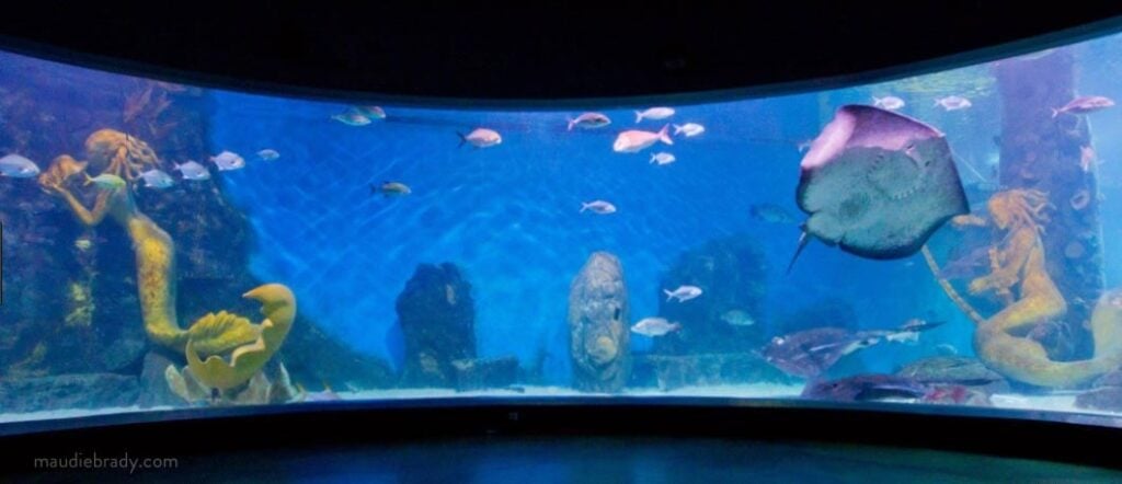 Mermaids in Melbourne Sea Life by Maudie Brady